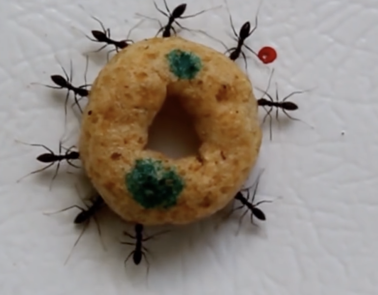 Coordinated Ants